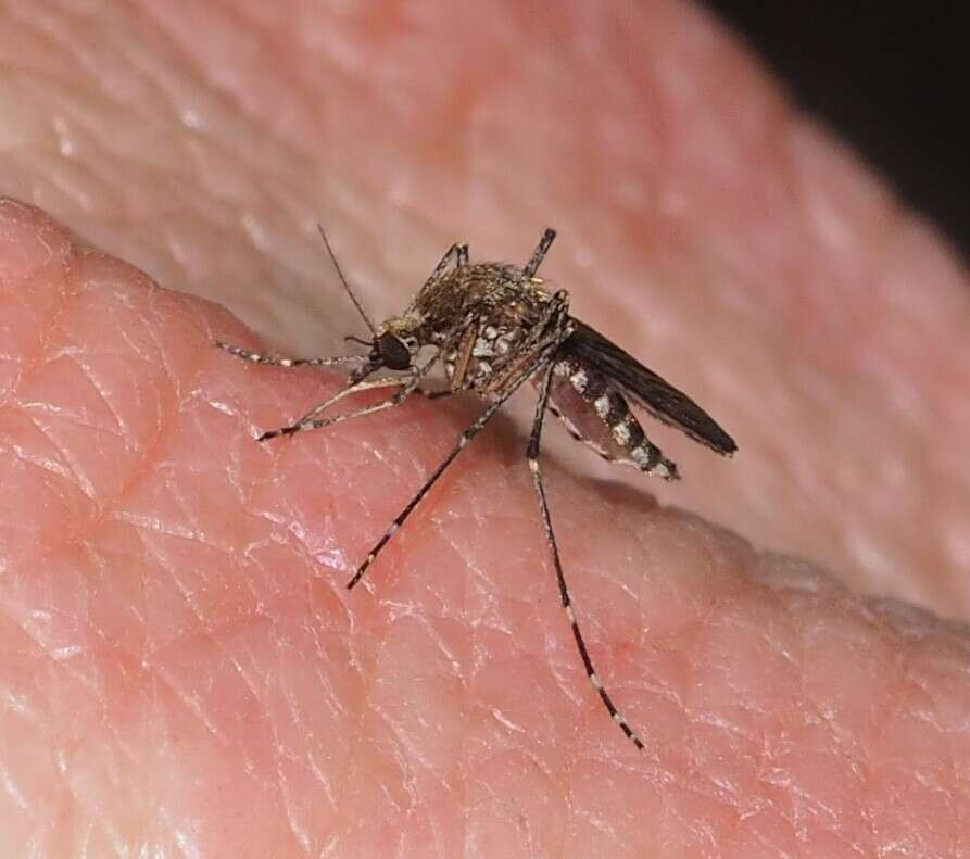 صورة Aedes camptorhynchus (Thomson 1869)