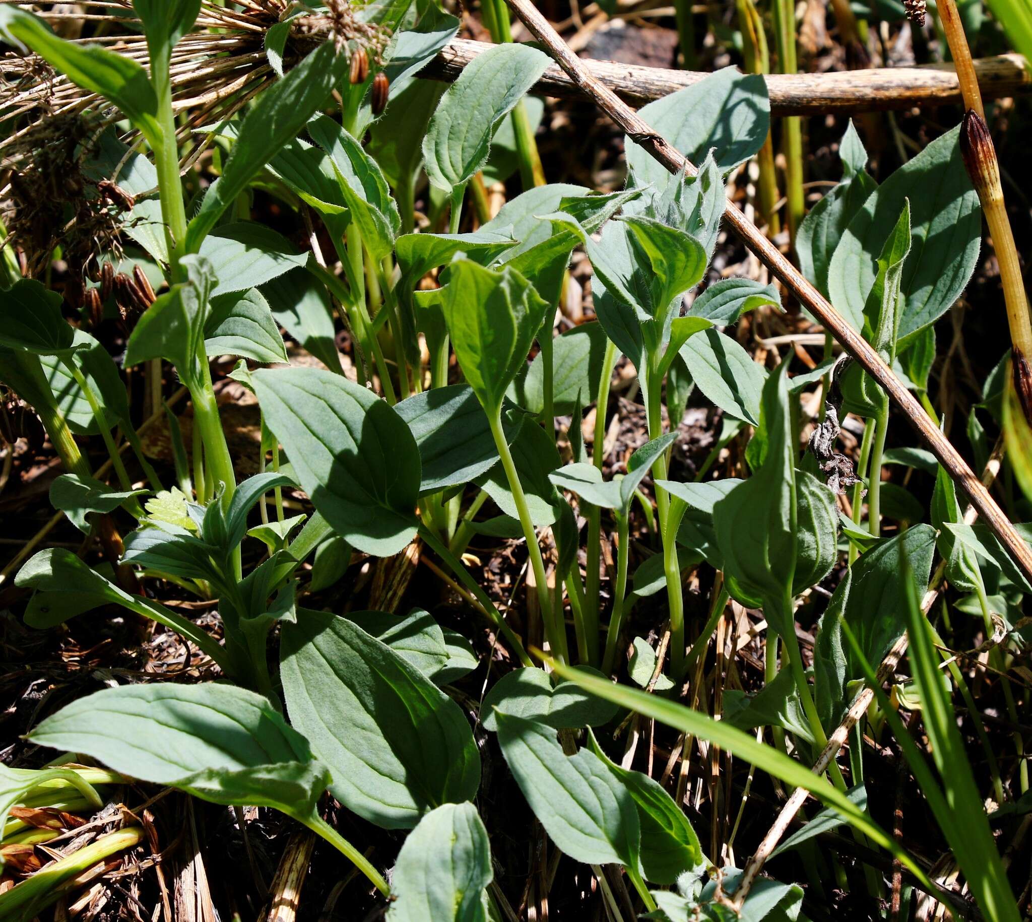 Mertensia pubescens (Roem. & Schult.) DC. resmi