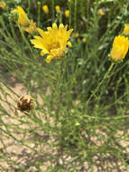 Image of Texas sleepydaisy