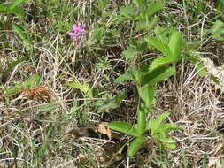 Image of Geranium asphodeloides Burm. fil.
