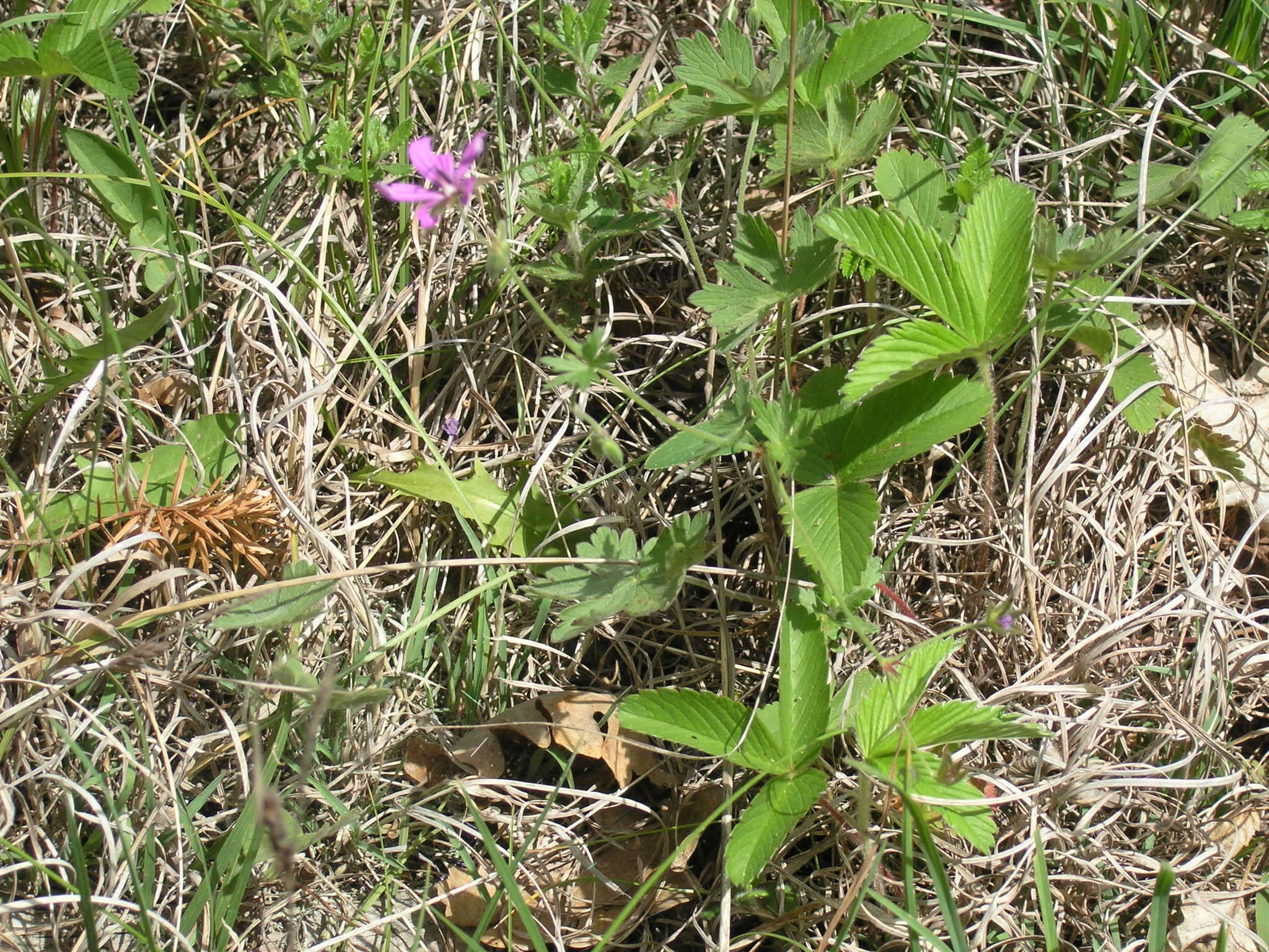 Imagem de Geranium asphodeloides Burm. fil.