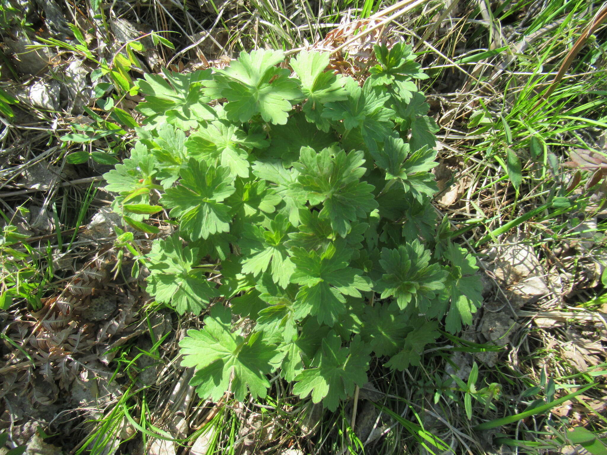 Image of Geranium platyanthum Duthie