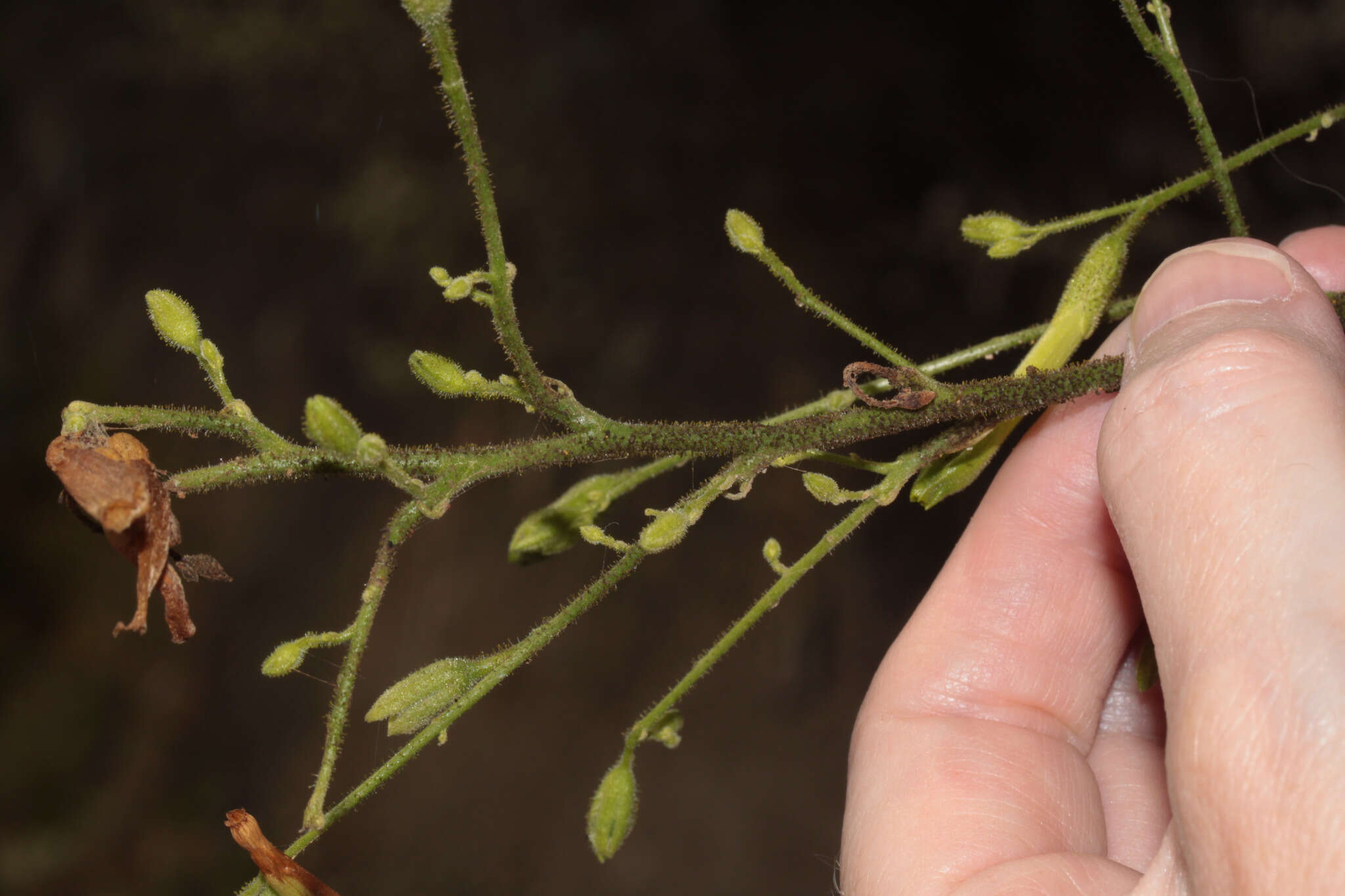 Nicotiana paniculata L. resmi