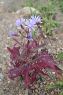 Image of blue lettuce