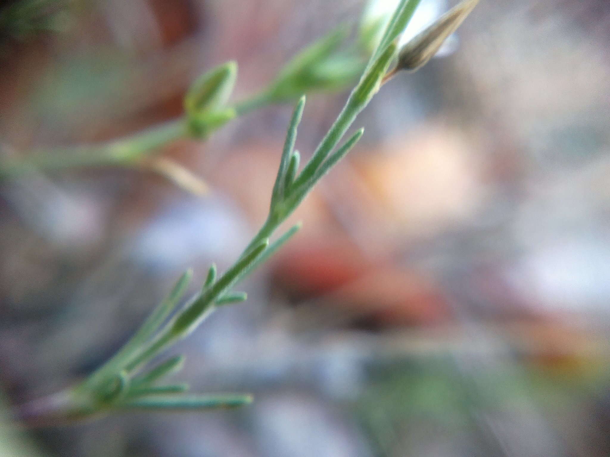 Imagem de Minuartia euxina M. V. Klokov