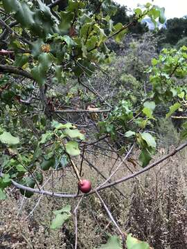 Image de Prunus ilicifolia subsp. ilicifolia