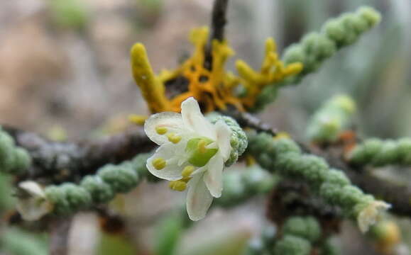 Image of Asparagus capensis var. litoralis Suess. & Karling