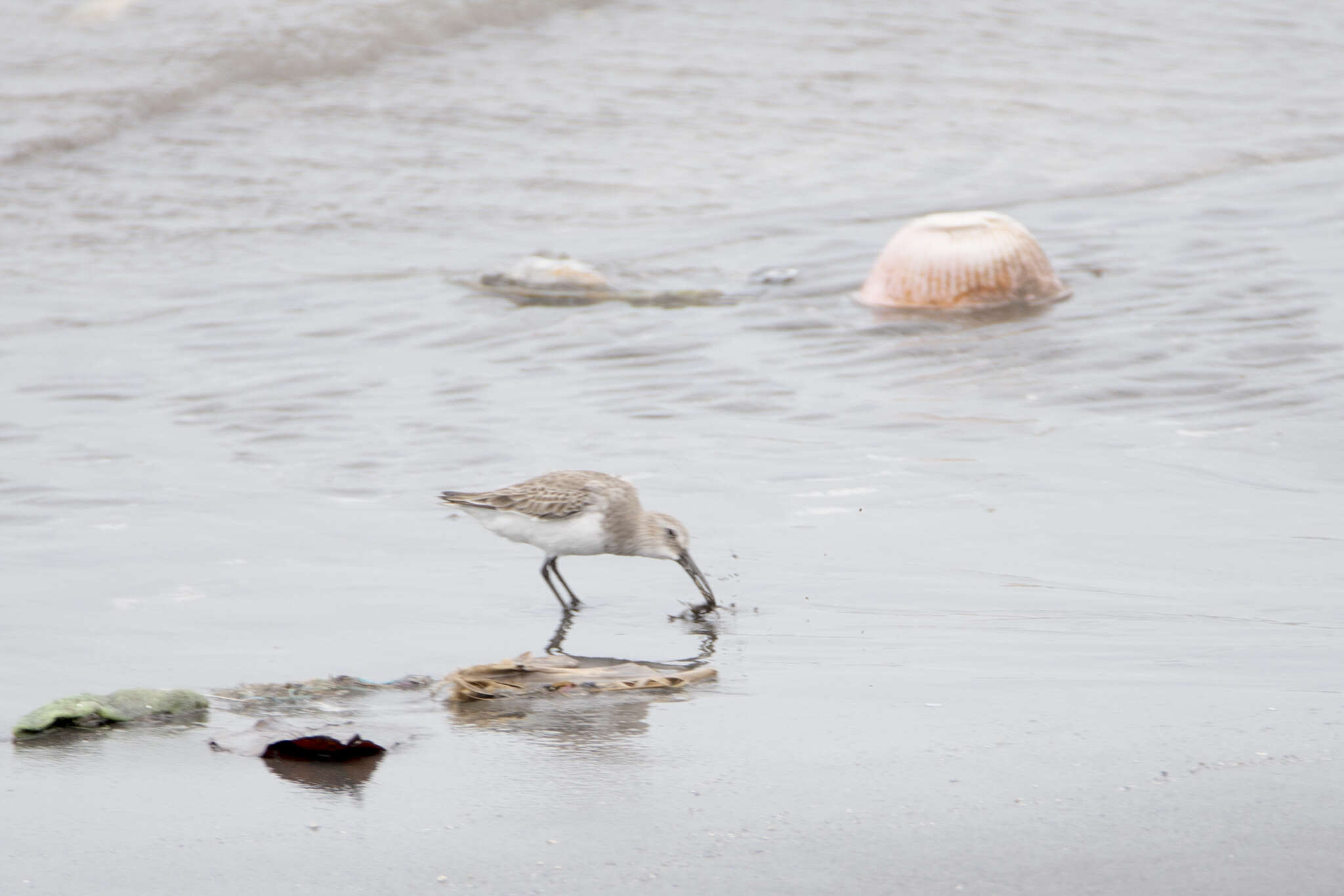 Image of Calidris alpina sakhalina (Vieillot 1816)