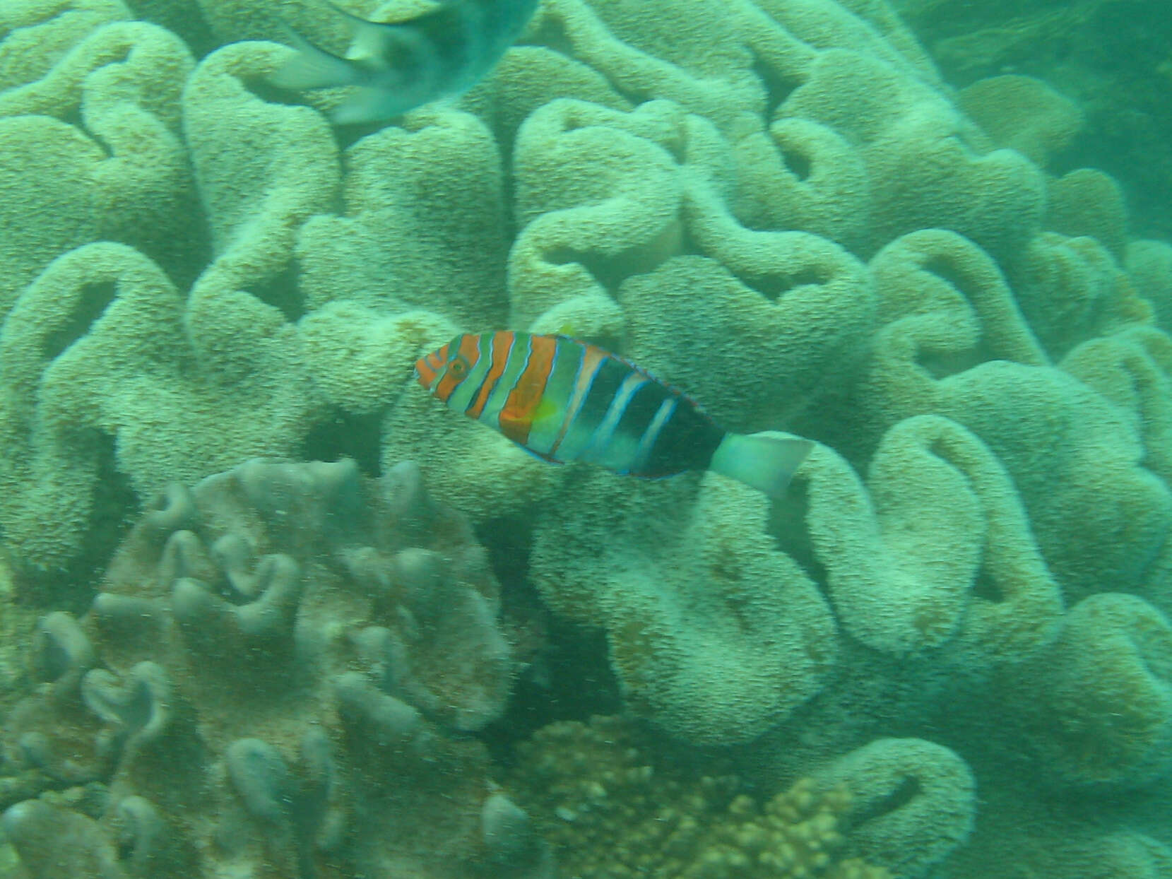 Image of Harlequin Tuskfish