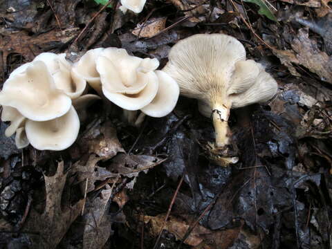 Image de Singerocybe adirondackensis (Peck) Zhu L. Yang & J. Qin 2014