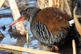 Image of African Rail