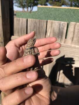 Image of Barred Spiny Lizard