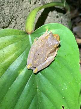 Image of Triangle Treefrog