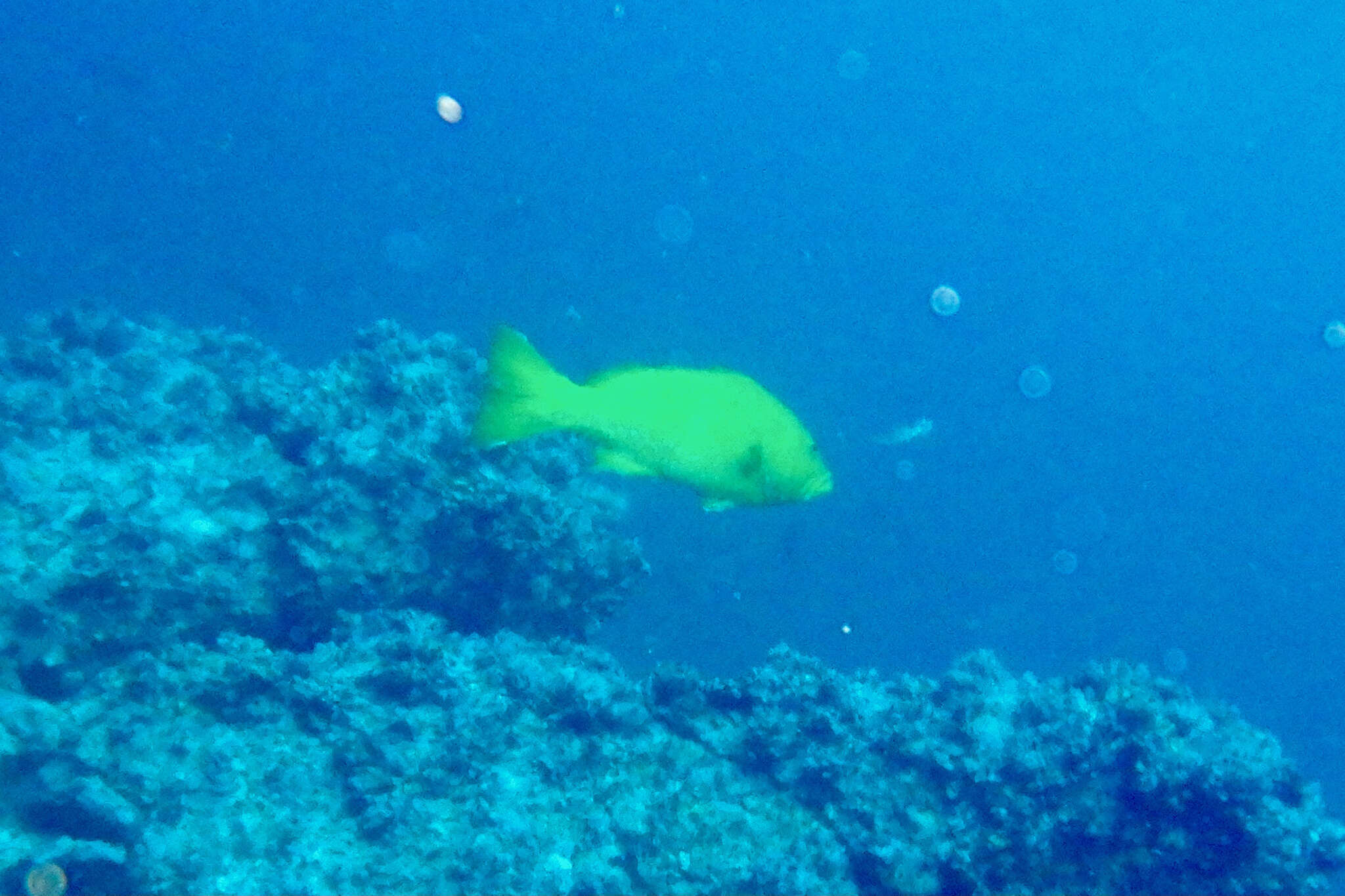 Image of Colorado Grouper