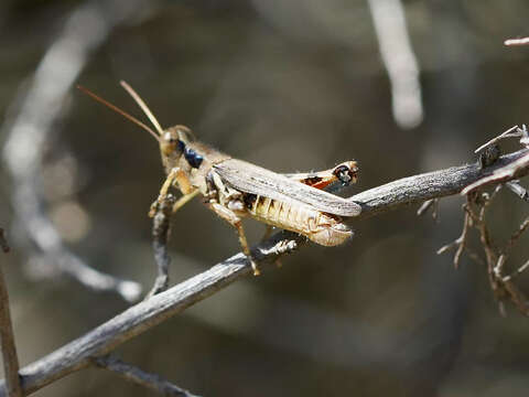 Melanoplus cinereus Scudder & S. H. 1878的圖片