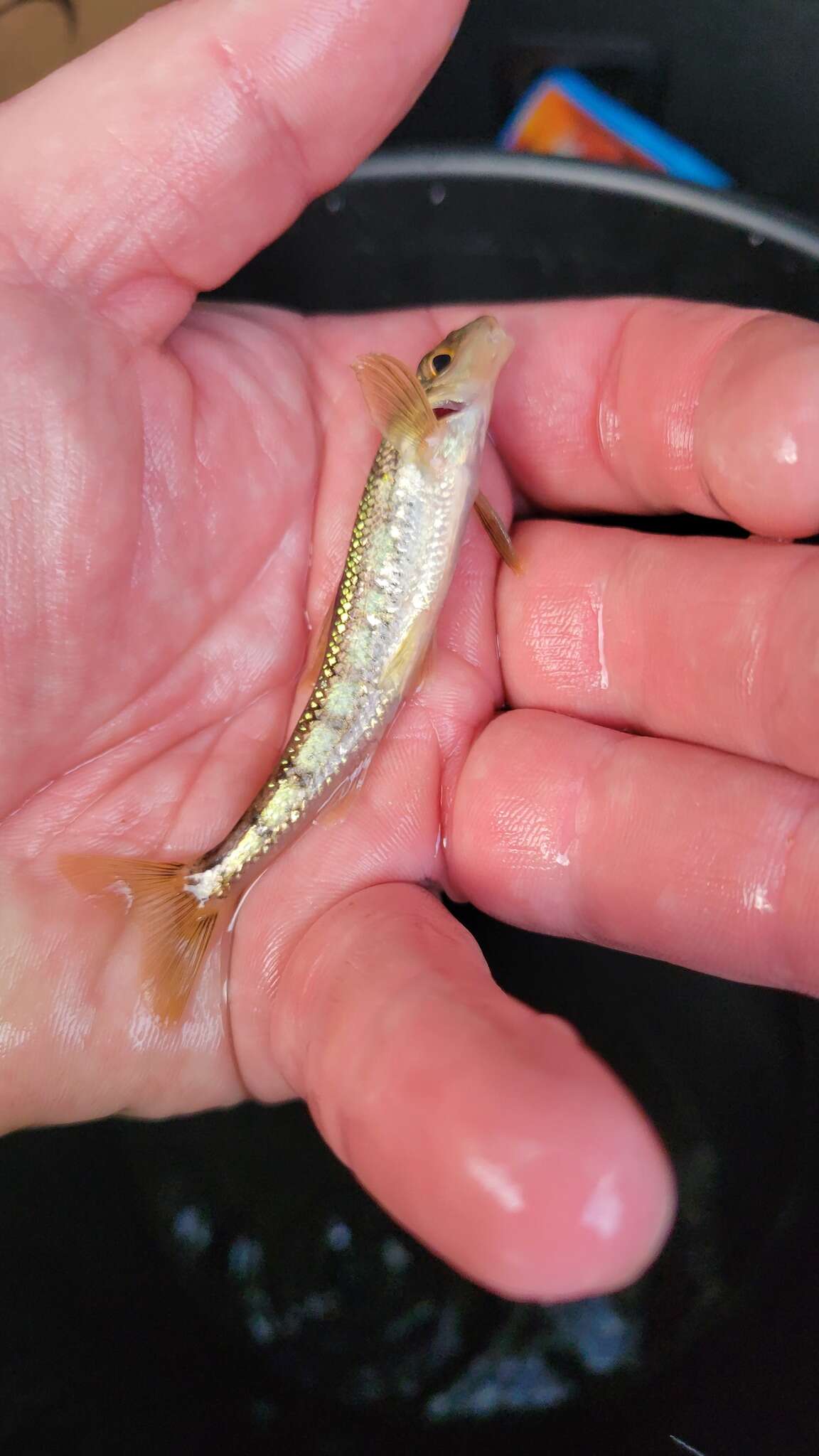 Image of Blotched chub