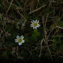 Image of Cerastium humifusum Camb.