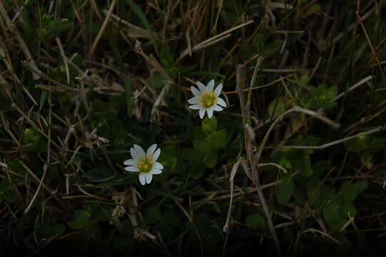 Imagem de Cerastium humifusum Camb.