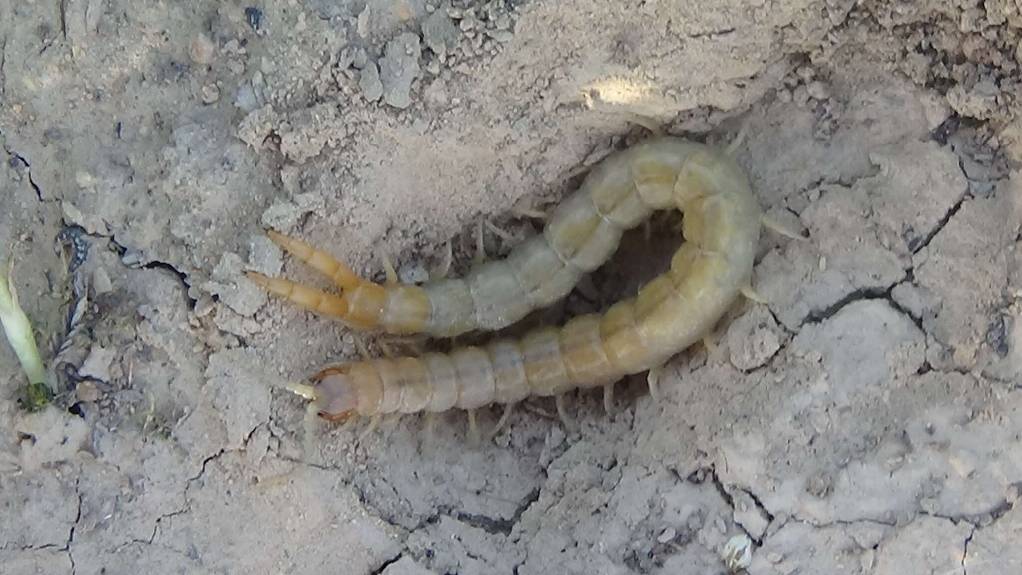 Image of Dog-toothed Giant Centipede