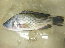 Image of Purpleface largemouth