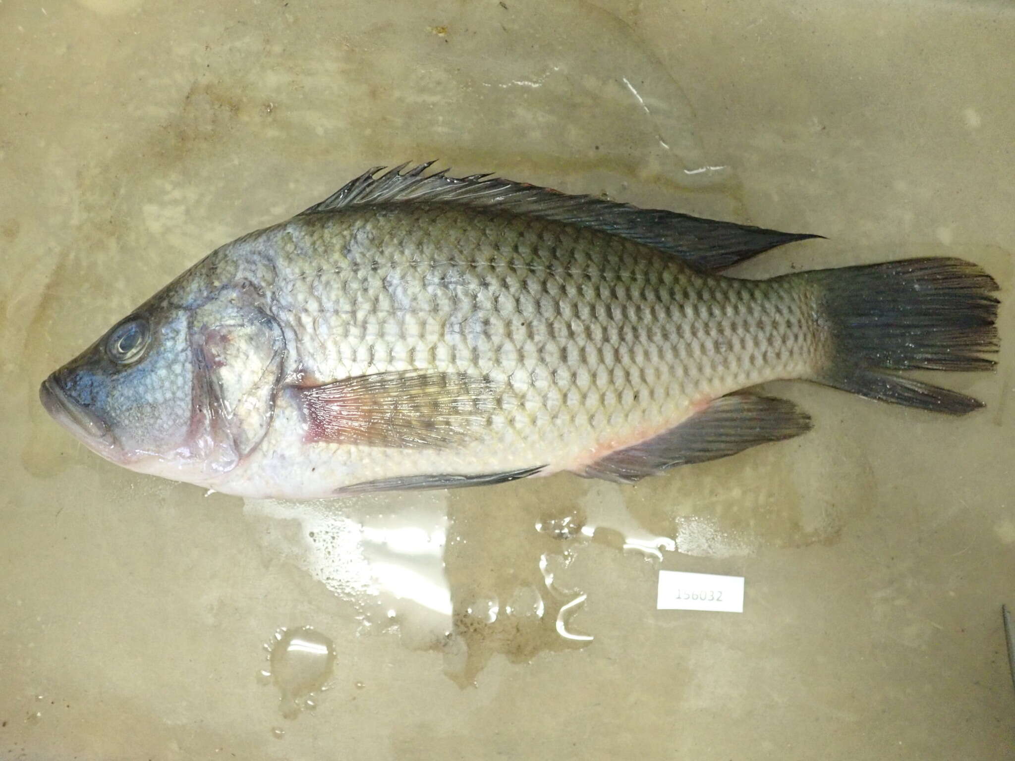 Image of Purpleface largemouth