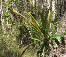 Image of Giant boat-lip orchid