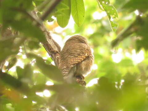 Image of Asian Barred Owlet