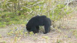 Image of Sri Lankan sloth bear