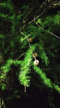 Image of Japanese Larch