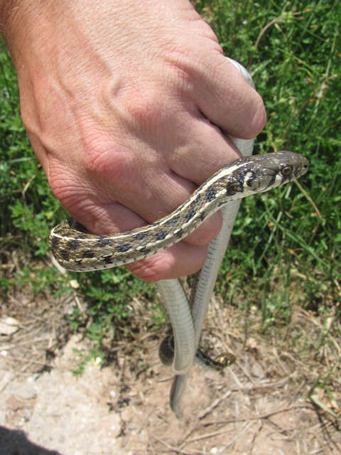 Image of Checkered Garter Snake