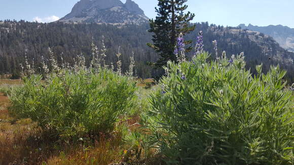 Image of shaggy lupine