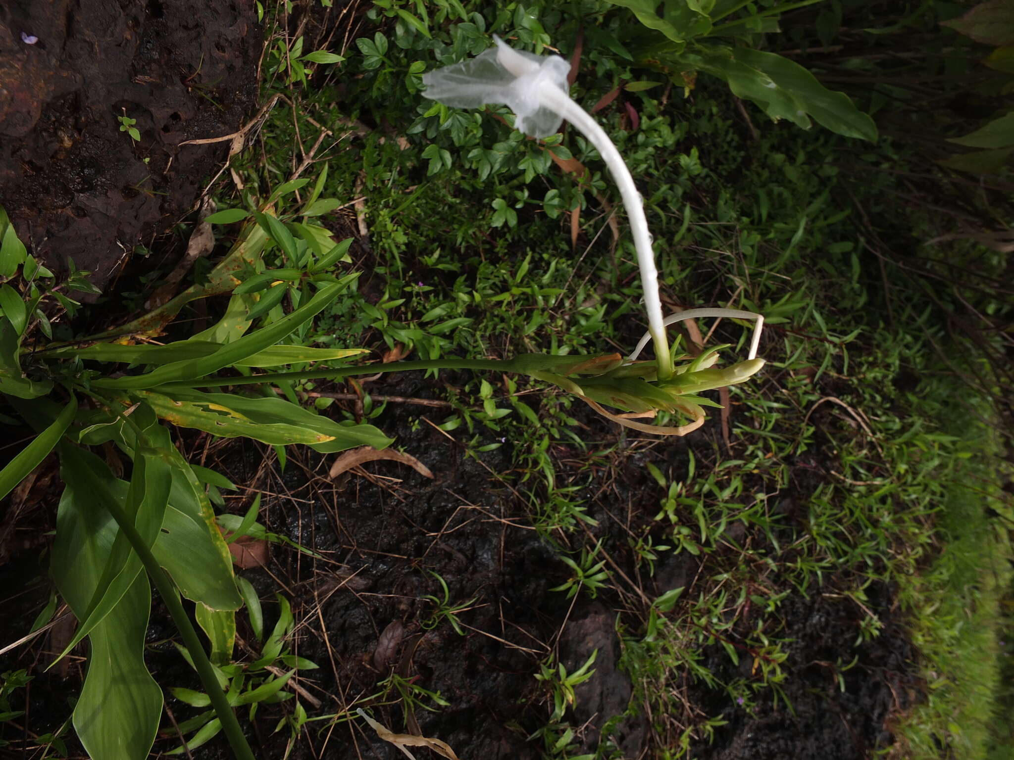 Image of Curcuma scaposa (Nimmo)