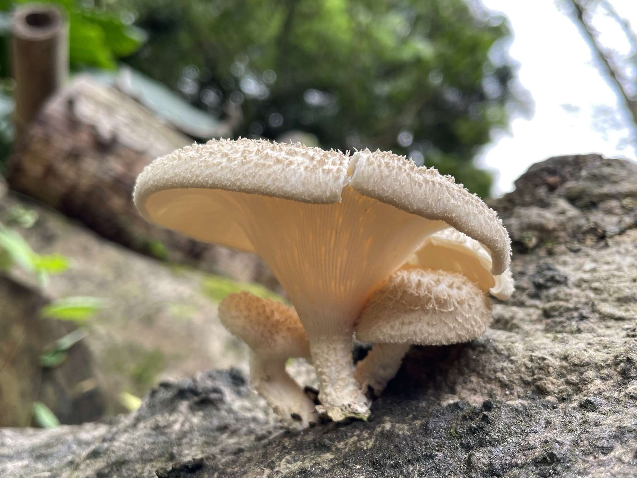 Image de Lentinus squarrosulus Mont. 1842