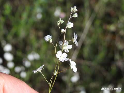 Слика од Iberodes linifolia (L.) Serrano, R. Carbajal & S. Ortiz