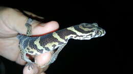 Image of Central American Banded Gecko