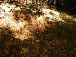 Image of hillside broomrape