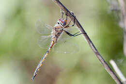 Image of Florida Baskettail