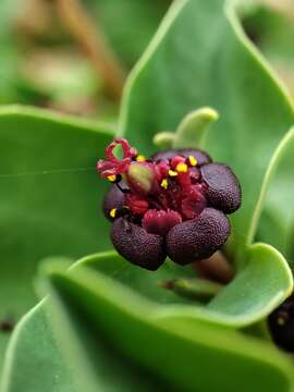 Image of Euphorbia portulacoides L.