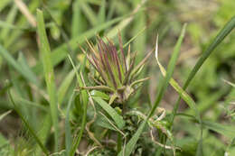 Image of Onopordum boissierianum Raab-Straube & Greuter