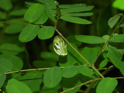 Image of Polyura hebe plautus Fruhstorfer 1898