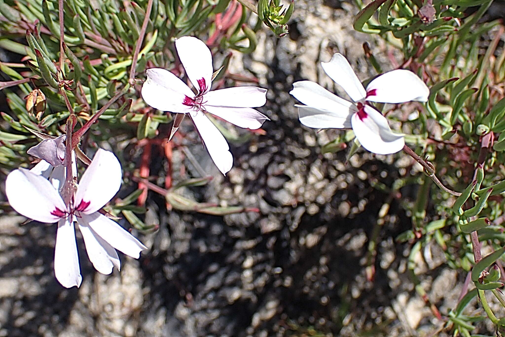 Image of Pelargonium laevigatum subsp. laevigatum