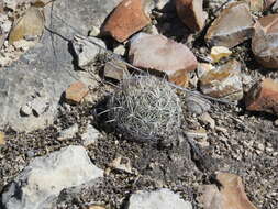 Image of rhinoceros cactus