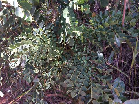 Image de Stryphnodendron adstringens (Mart.) Coville