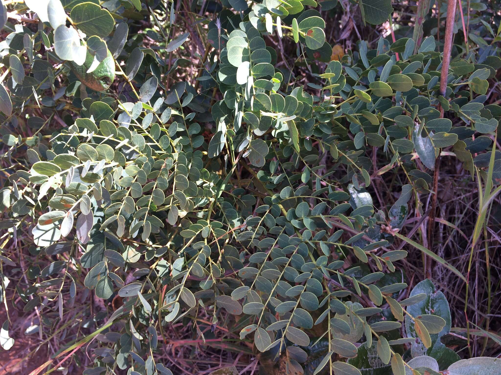 Plancia ëd Stryphnodendron adstringens (Mart.) Coville