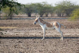 Image of Indian Wild Ass