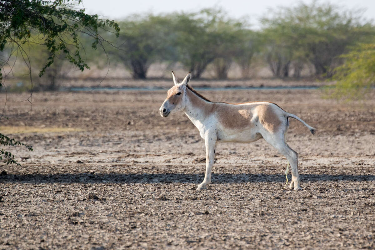 صورة Equus khur Lesson 1827