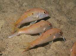 Image of Cinnabar goatfish