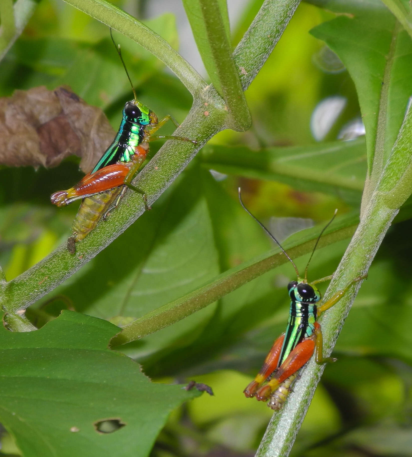 Image of Taeniophora femorata Bruner & L. 1907