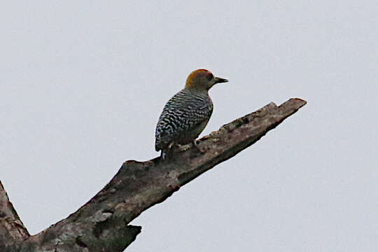 Image of Hoffmann's Woodpecker