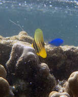 Слика од Zebrasoma veliferum (Bloch 1795)